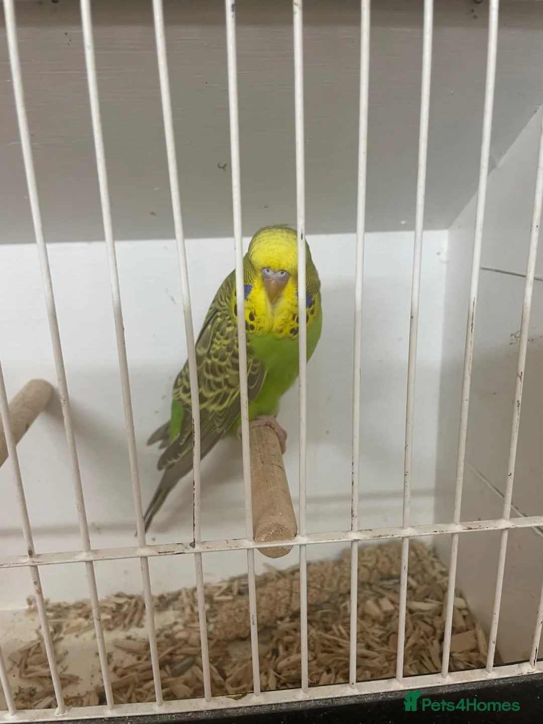 Budgerigars birds for sale: Baby budgies  in Ilminster - Advert 5