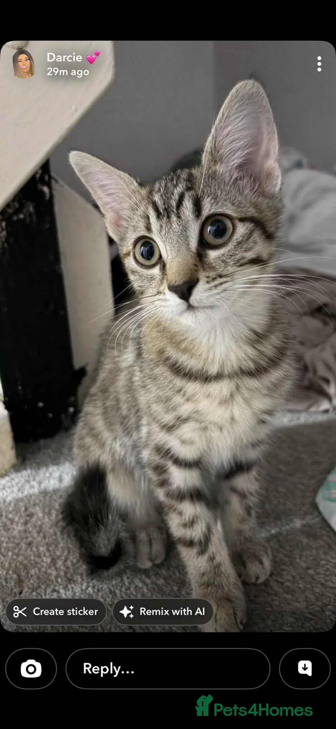 Mixed Breed cats for sale: two gorgeous tabbys for sale 😍  in Erskine - Advert 6