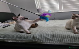 Bengal cats for sale:  CHAMPION LINE Top Quality Bengal -DNA Tested - Image 10