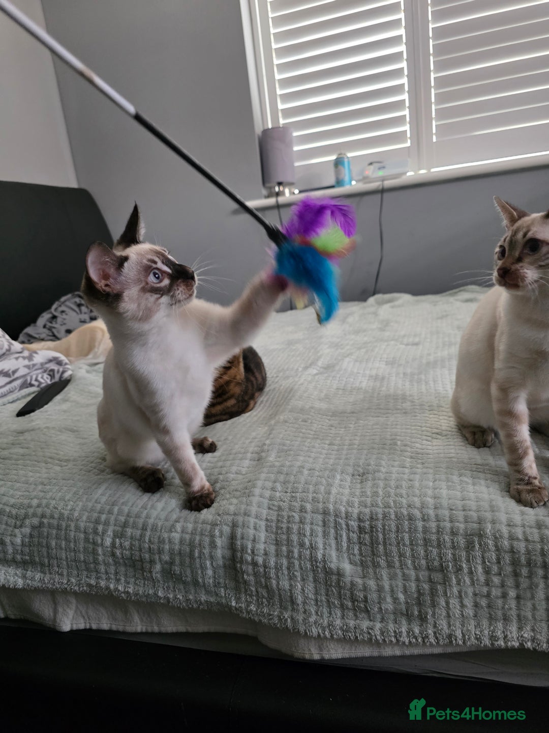 Bengal cats for sale:  CHAMPION LINE Top Quality Bengal -DNA Tested - Image 10