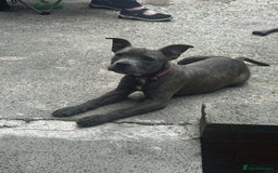 Staffordshire Bull Terrier dogs for sale: Staff mitsy  - Image 1