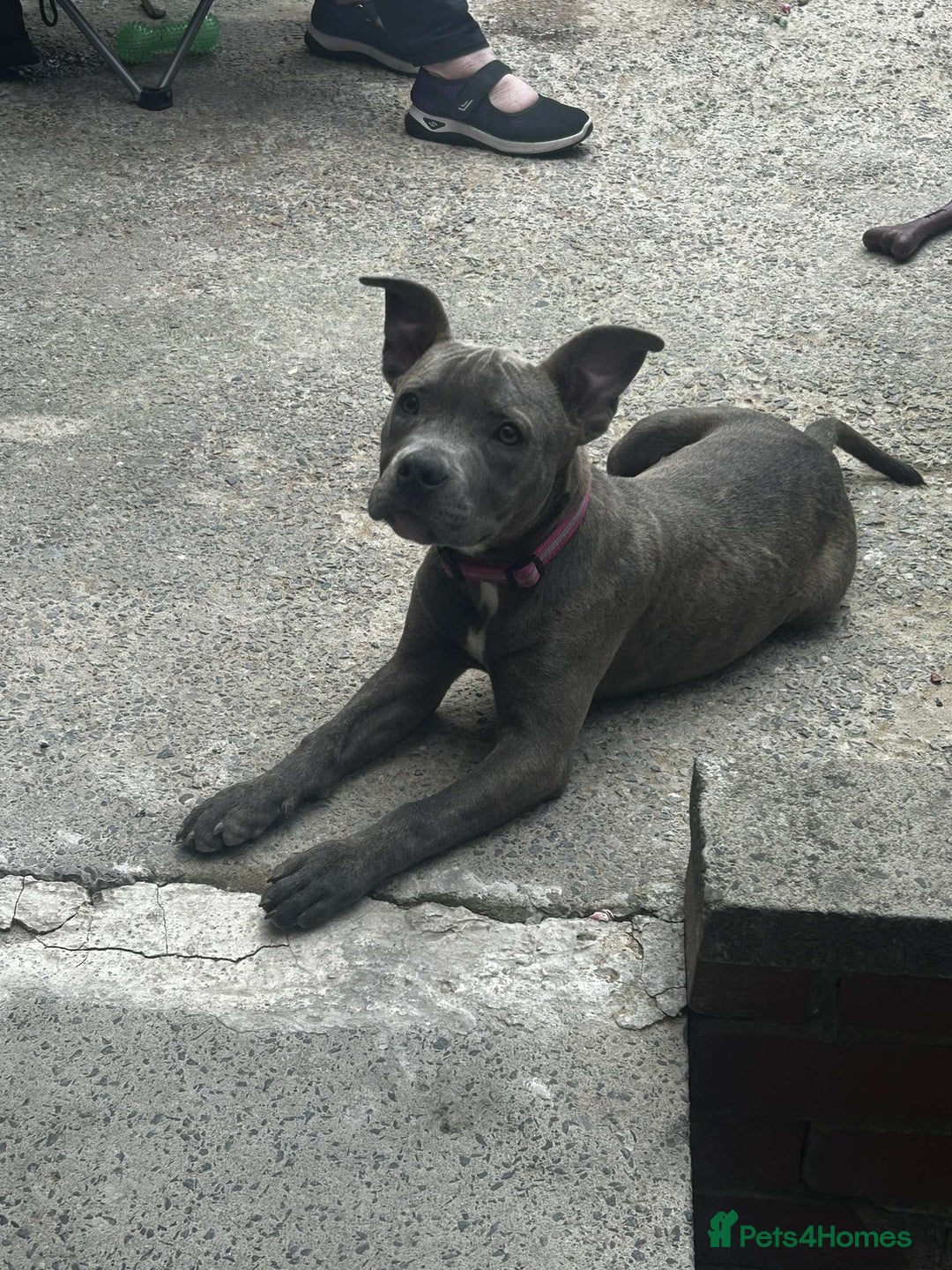 Staffordshire Bull Terrier dogs for sale: Staff mitsy  - Image 1
