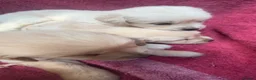 Golden Retriever dogs for sale: Lovley golden retriever puppy’s  - Advert 14