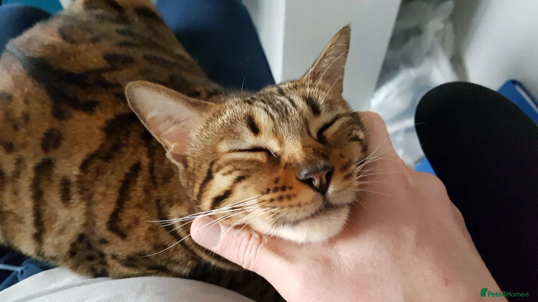 Bengal cats for sale: Bengal Female (indoor only) in Southampton - Advert 2