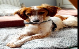 Brittany Spaniel dogs for adoption: Sweet Friendly Active Freckles in Norfolk - Image 3