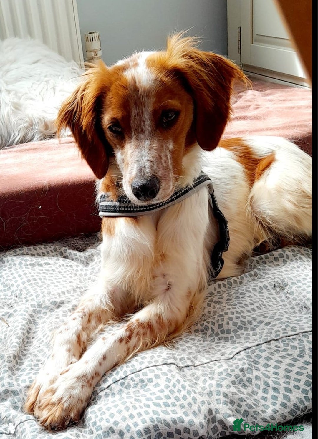 Brittany Spaniel dogs for adoption: Sweet Friendly Active Freckles in Norfolk - Image 3