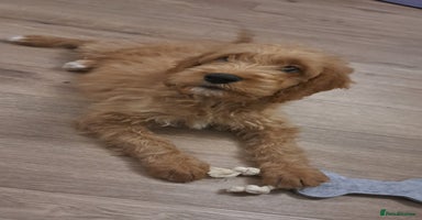 Goldendoodle dogs - Advert 1