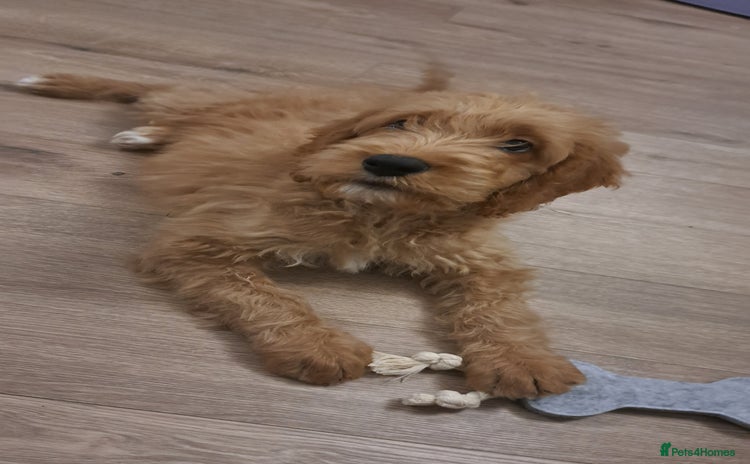Goldendoodle dogs - Advert 2