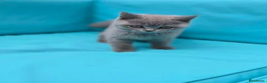 British Shorthair Blue