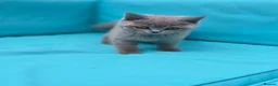 British Shorthair cats for sale: Beautiful British Shorthair kittens  - Advert 26