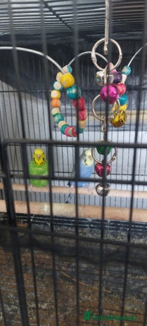 Budgerigars birds - Advert 3
