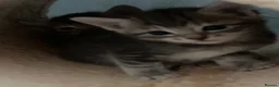 Mixed Breed cats for sale: 6 x grey tabby 1 x white - Advert 7