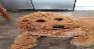 Labradoodle dogs - Advert 4