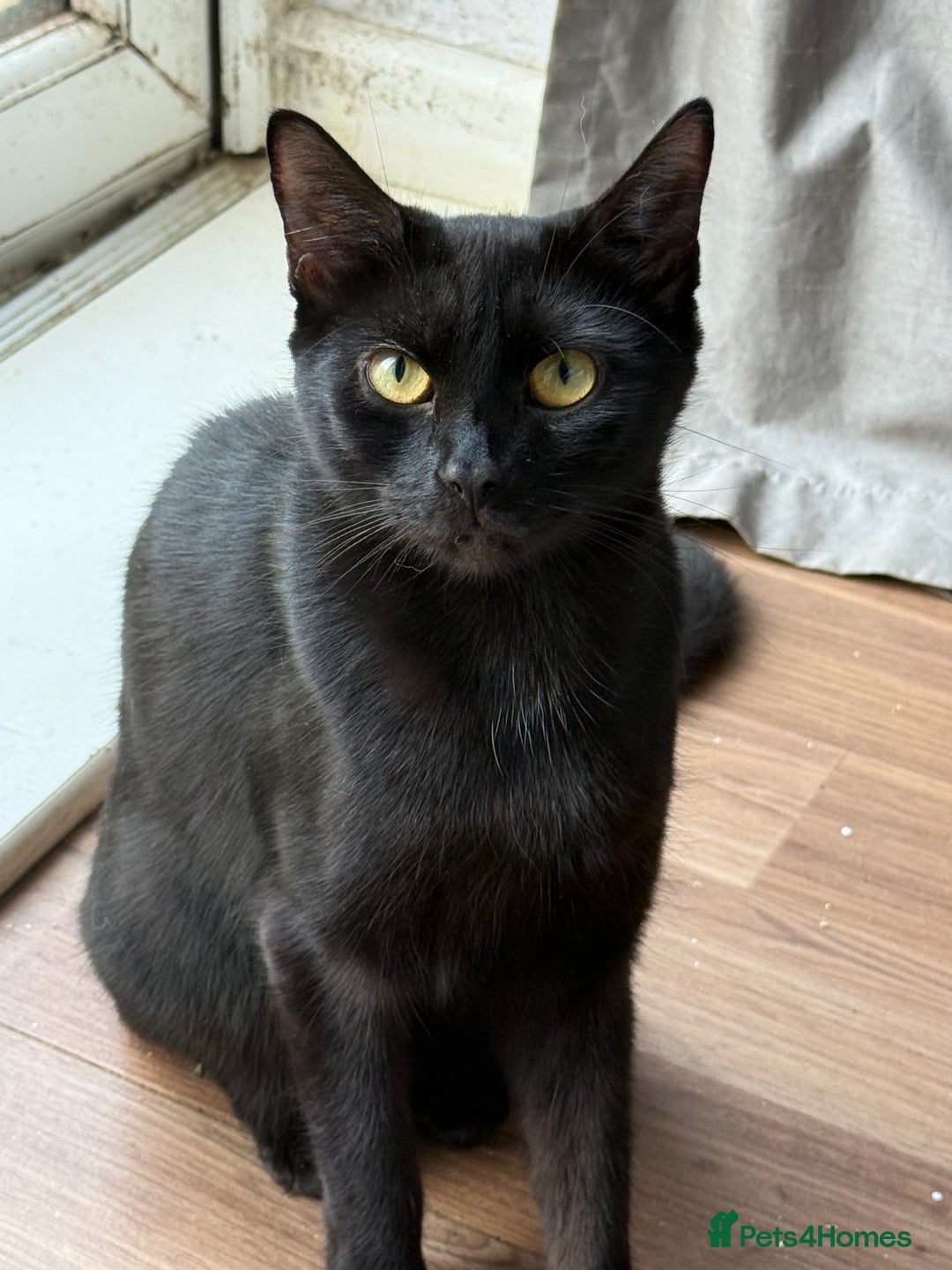 Mixed Breed cats for sale: 8 beautiful kittens - Advert 1