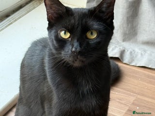 Mixed Breed cats 8 beautiful kittens - Advert 2