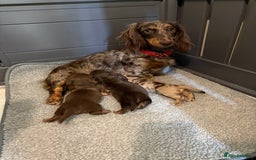 Miniature Dachshund dogs for sale: Long haired miniature dachshunds  - Image 2