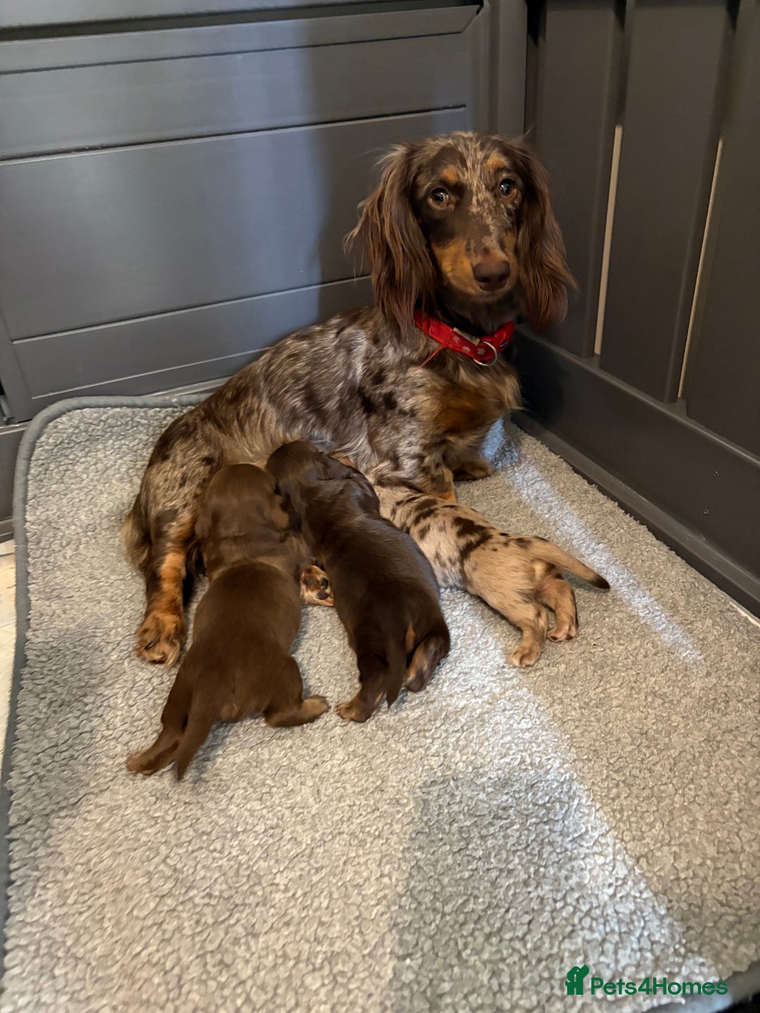 Miniature Dachshund dogs for sale: Long haired miniature dachshunds  - Image 2