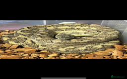 Python Snake reptiles for sale: Caramel Hypo het Albino Coastal - Image 1