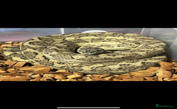 Python Snake reptiles - Advert 1