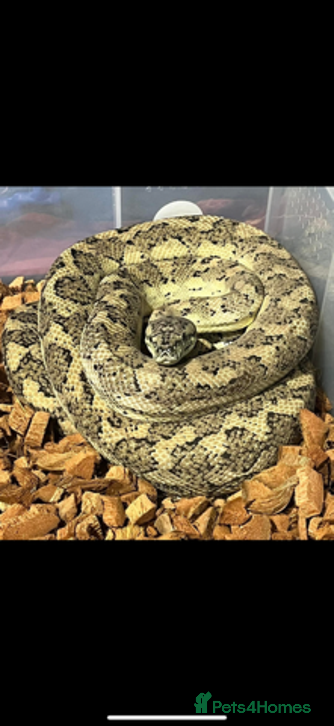 Python Snake reptiles for sale: Caramel Hypo het Albino Coastal - Image 1