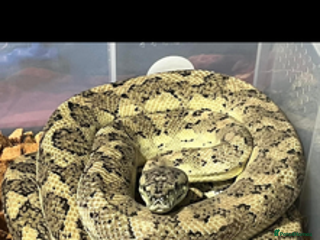 Python Snake reptiles - Advert 13