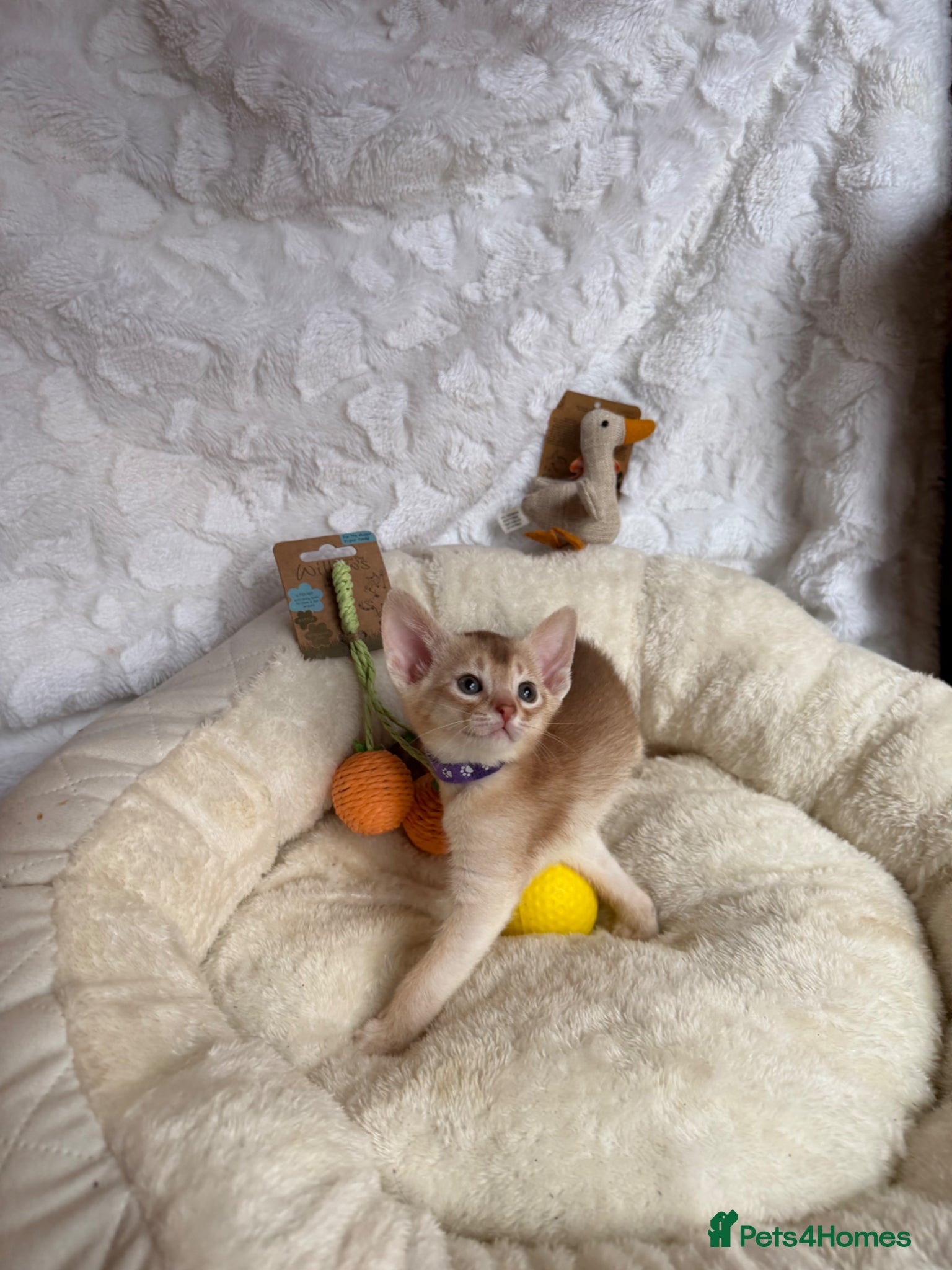 Abyssinian cats for sale: 🏆✨ CHAMPION Silver Cinnamon  Abyssinian  ✨🏆❤️ - Advert 16