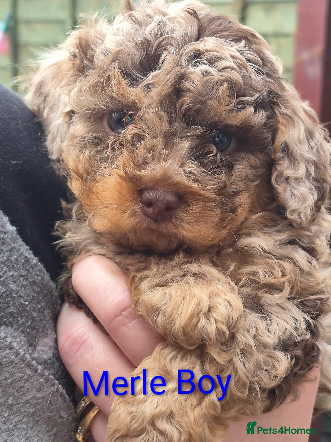 Cockapoo dogs for sale: Miniature Cockapoos in London - Advert 3