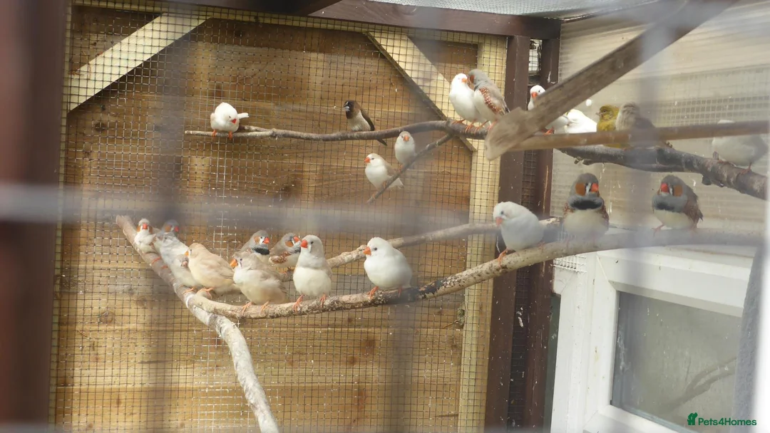 Mixed Breed birds for sale: Zebra Finch and Chinese painted Quail - Advert 1