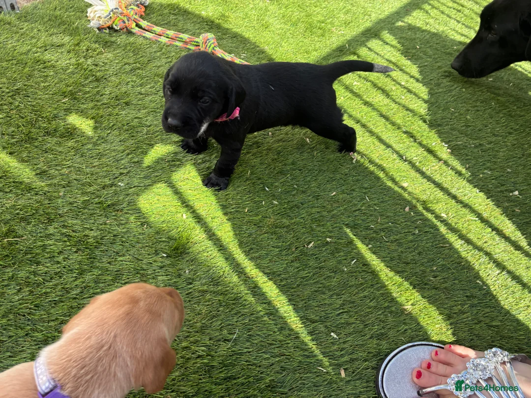 Labrador Retriever dogs for sale: 2 kc chunky Labrador pups ready now  - Advert 13