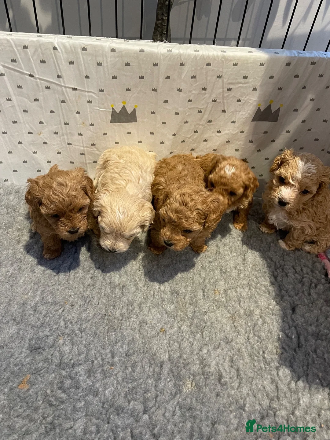 Maltipoo dogs for sale: Gorgeous Maltipoo Puppies  - Advert 1