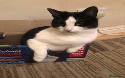 British Shorthair cats for sale: Roxxy - yes I have to xx’s named after Jamie XX  - Image 8