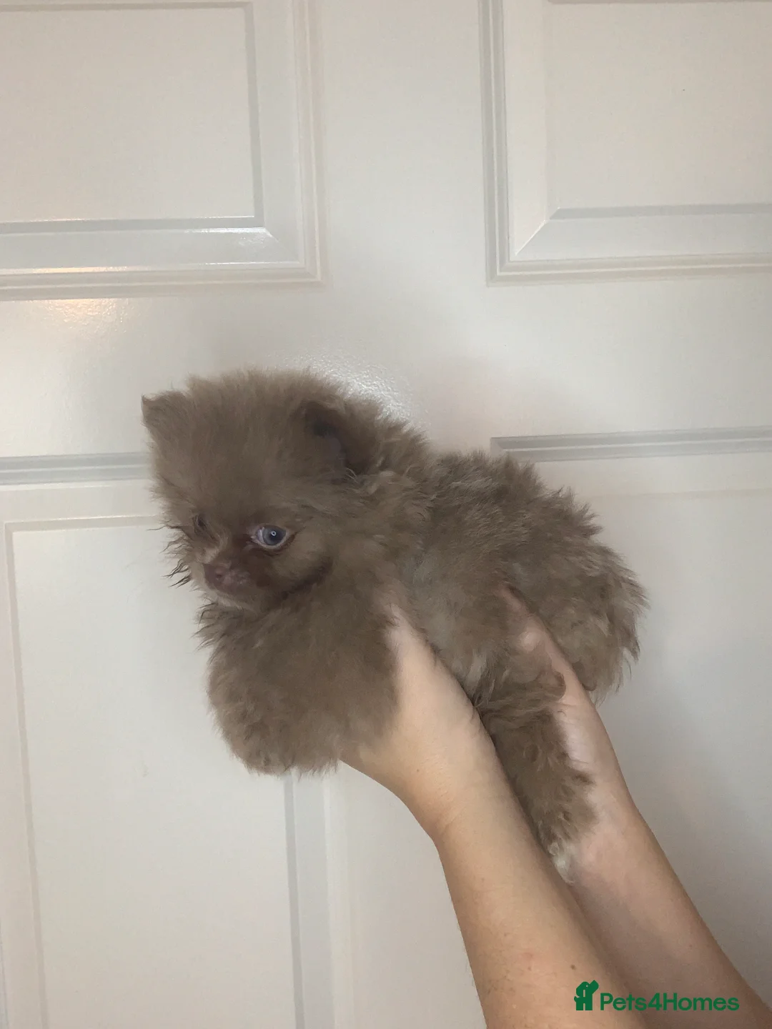 Pomeranian dogs for sale: EXQUISITE POMERANIAN PUPPIES (READY TO LEAVE) - Advert 6