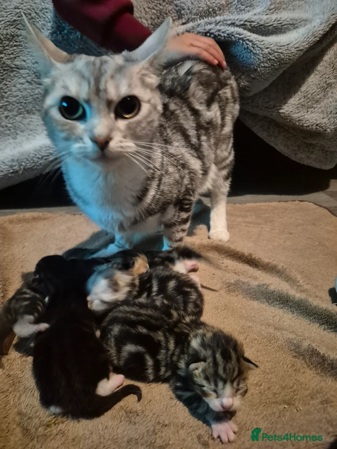 Mixed Breed cats for sale: Beautiful kittens available for sale to good home - Advert 1