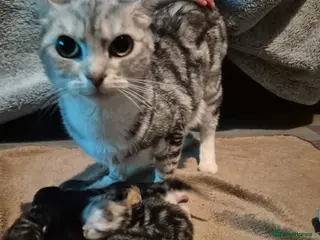 Mixed Breed cats Beautiful kittens available for sale to good home - Advert 1