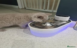 British Shorthair cats for sale: British shorthair kitten READY NOW - Image 9