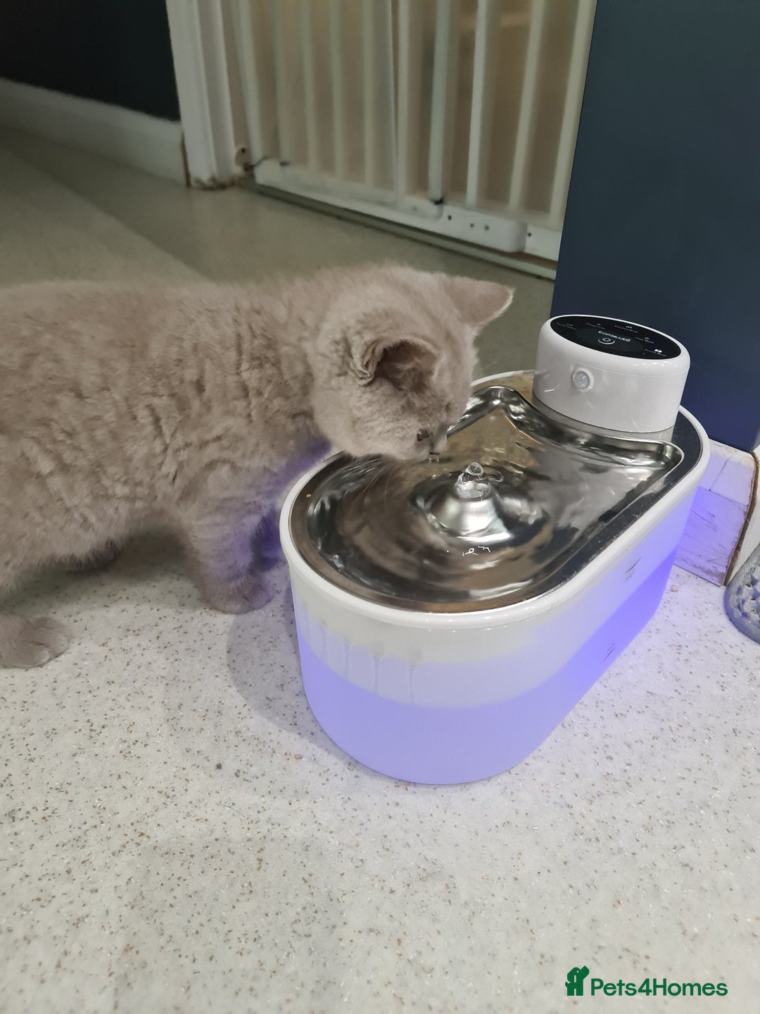 British Shorthair cats for sale: British shorthair kitten READY NOW - Image 9