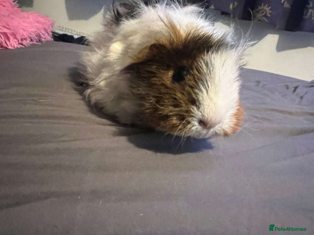 Guinea Pig rodents for sale: Female guinea pigs  - Advert 2