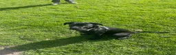 Mixed Breed dogs for sale: Panther in Leominster - Advert 10