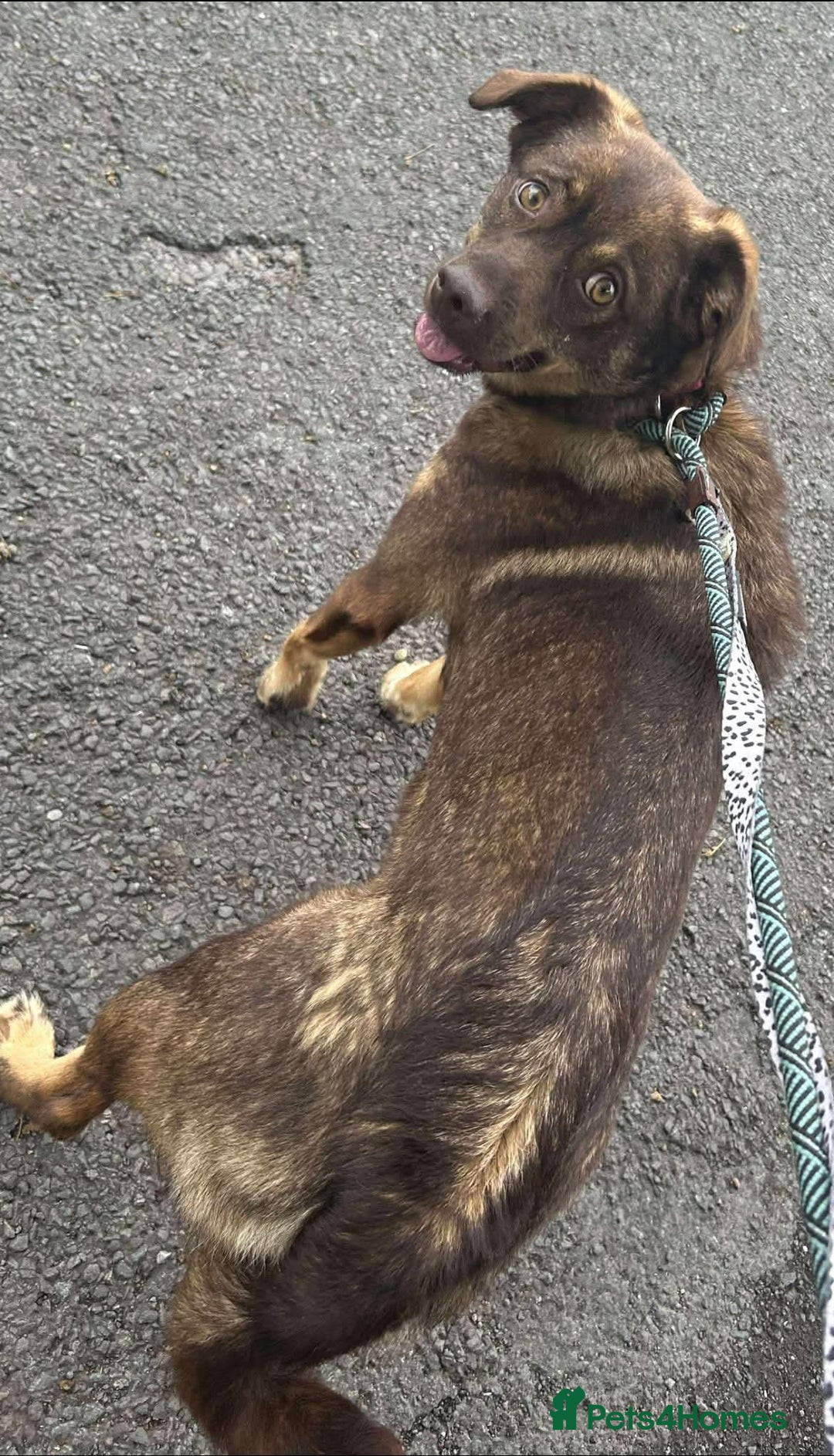Mixed Breed dogs for adoption: Meet Heather, currently residing in Cheshire  - Image 3