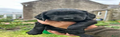 Springador 1
