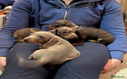Miniature Dachshund dogs for sale: Stunning kc miniature dachshunds  - Image 4