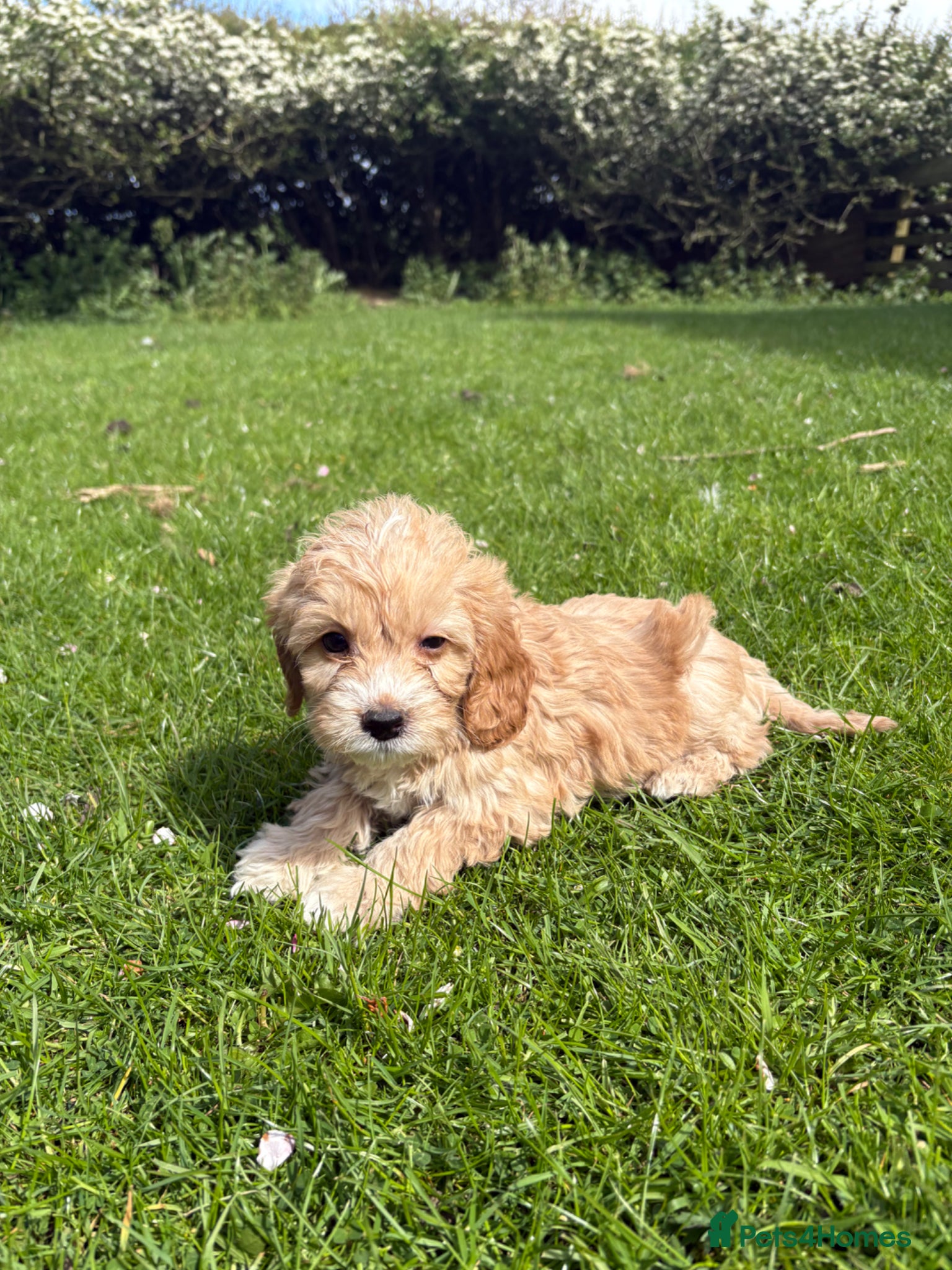 Cockapoo dogs F1 cockapoo puppies - Advert 2