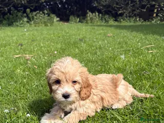 Cockapoo dogs F1 cockapoo puppies - Advert 2