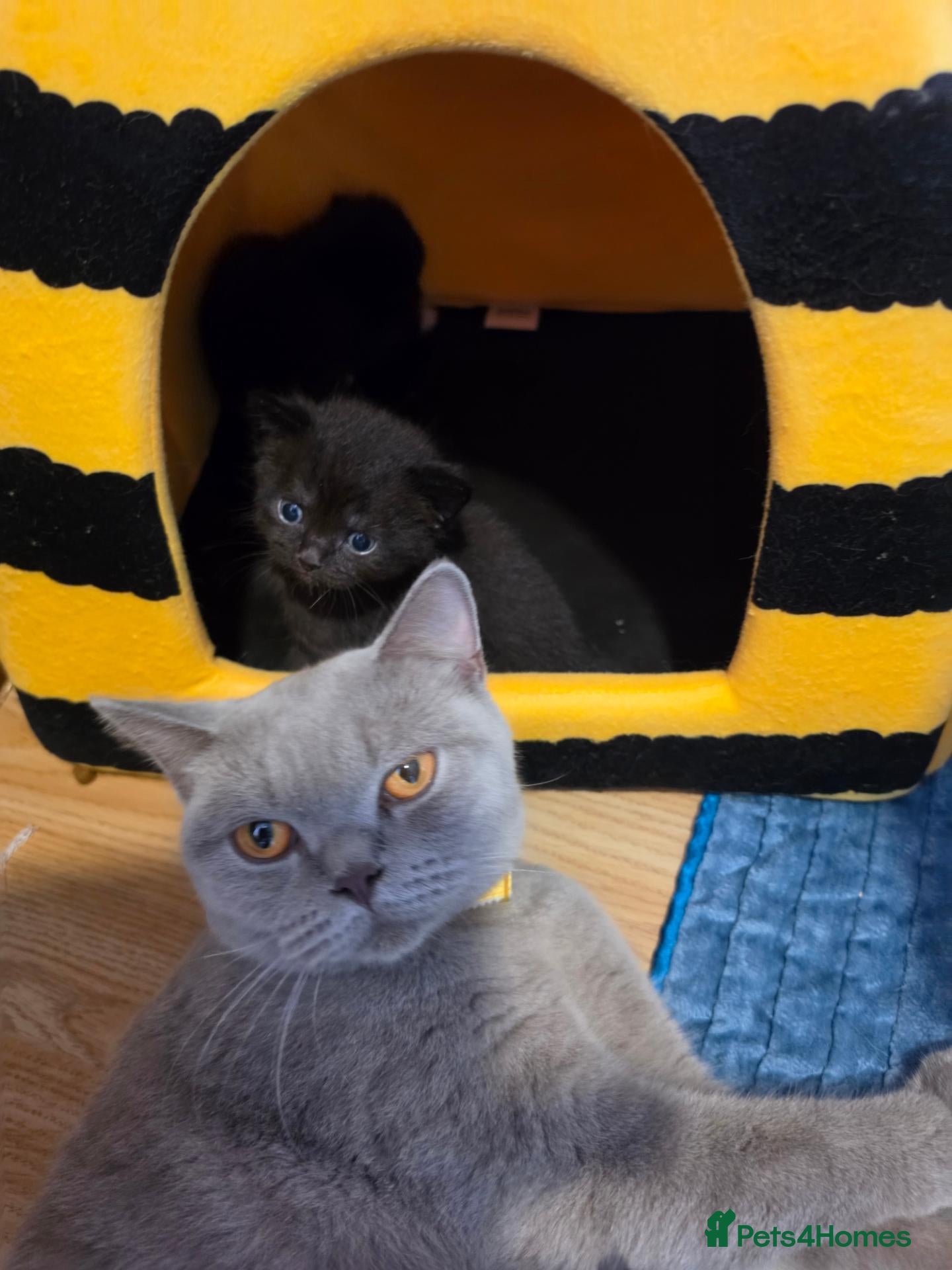 British Shorthair cats Fluffy bsh kittens - Advert 11