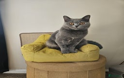 British Shorthair cats for sale: ♥️ Fun Loving British Shorthair Kittens♥️ - Image 21
