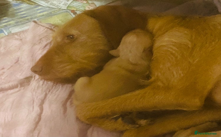 Hungarian Vizsla dogs - Advert 1