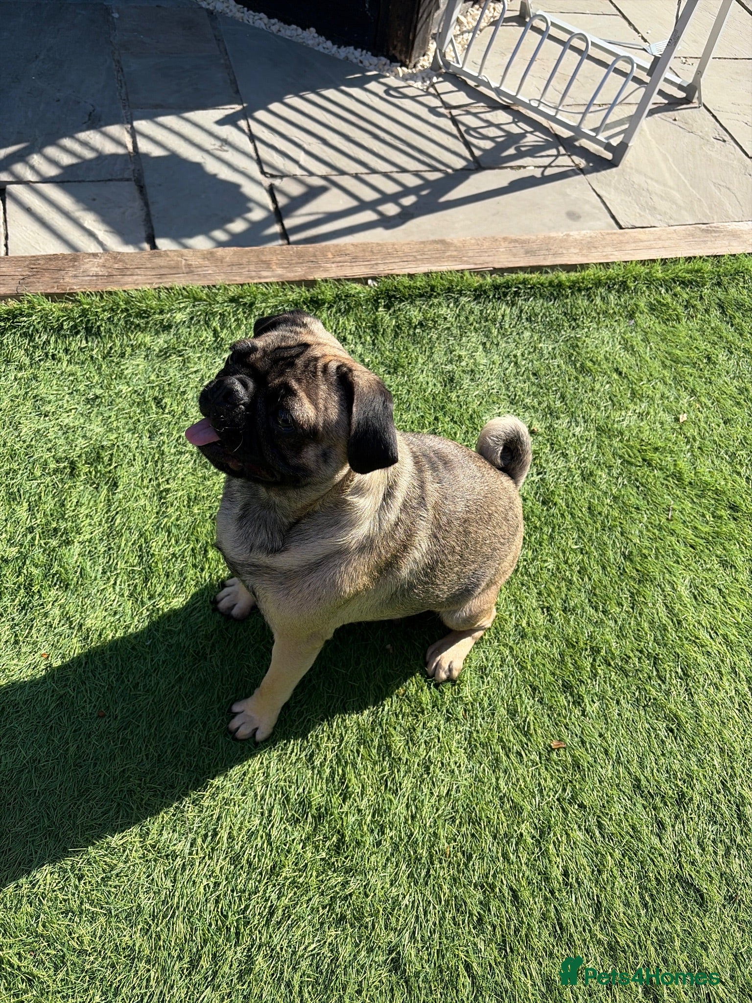 Pug dogs Nelly - Advert 13