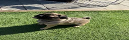 Pug dogs for sale: Nelly in Calne - Advert 1