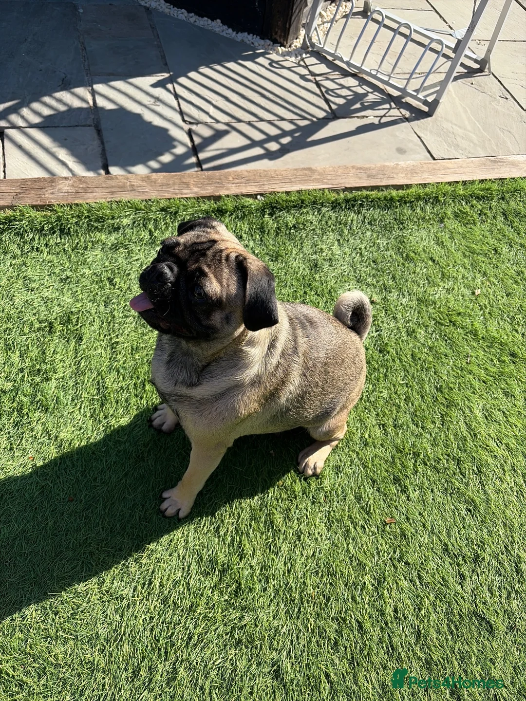Pug dogs for sale: Nelly in Calne - Advert 1
