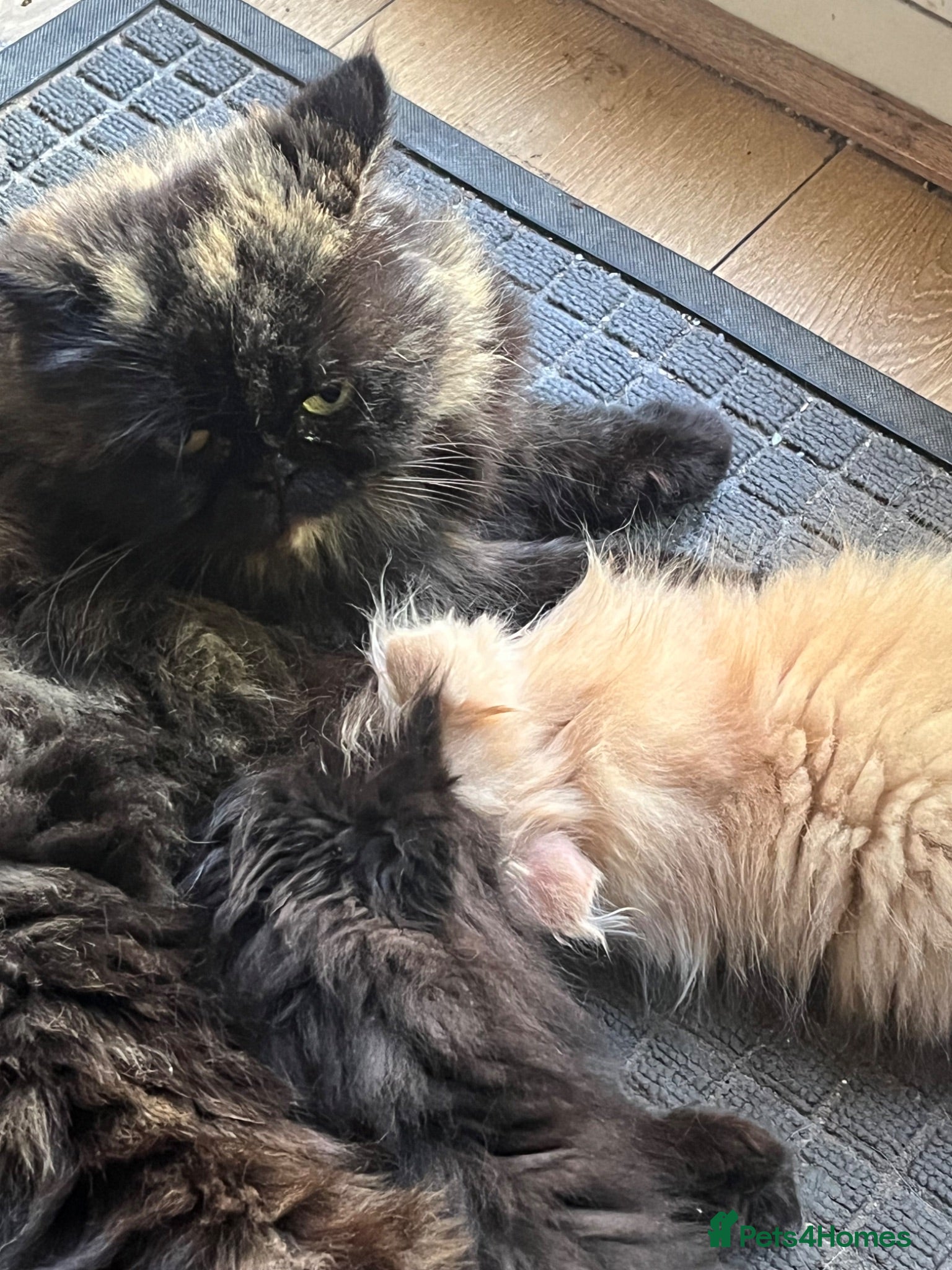 Persian cats Beautiful Persian kittens - Advert 2